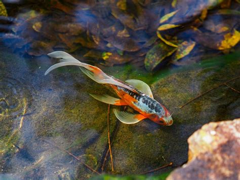 金色金魚|金魚とはどんな魚？特徴や種類、寿命、価格を紹介！。